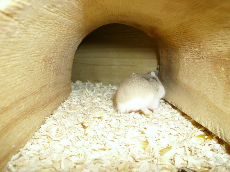 Bild 12: Großer Tunnel für Hamster und Zwerghamster