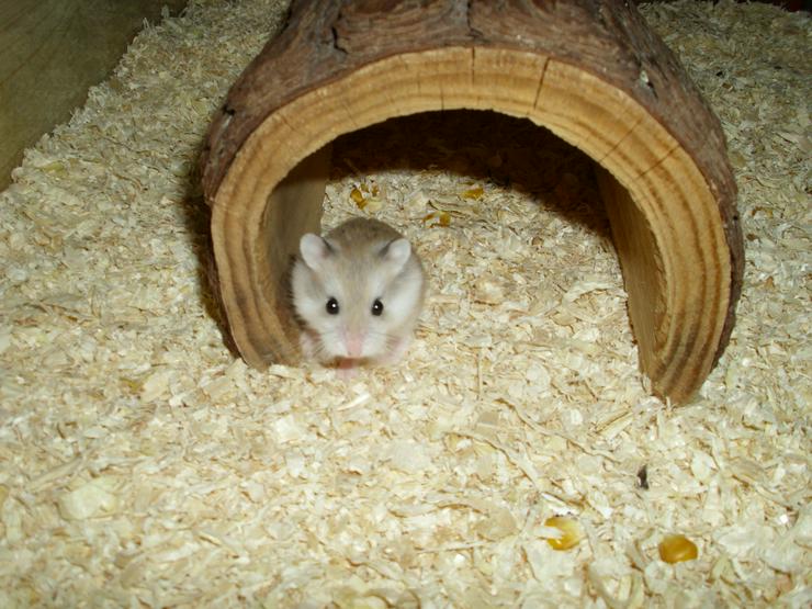 Bild 5: Großer Tunnel für Hamster und Zwerghamster