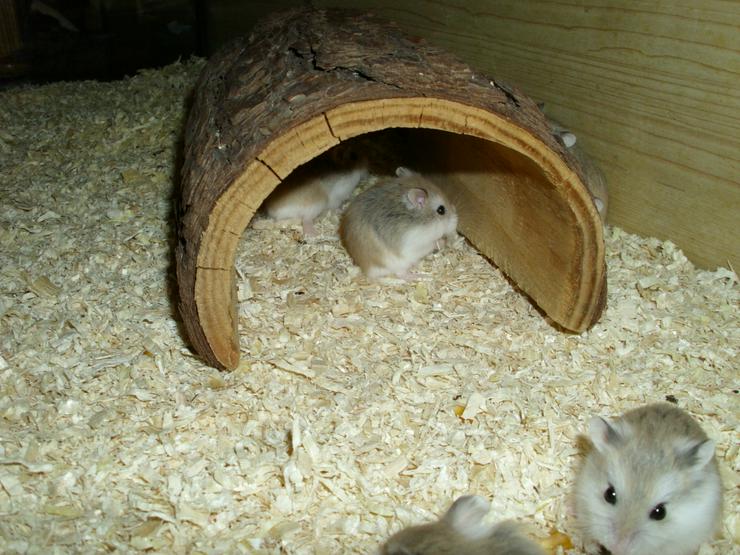 Bild 9: Großer Tunnel für Hamster und Zwerghamster