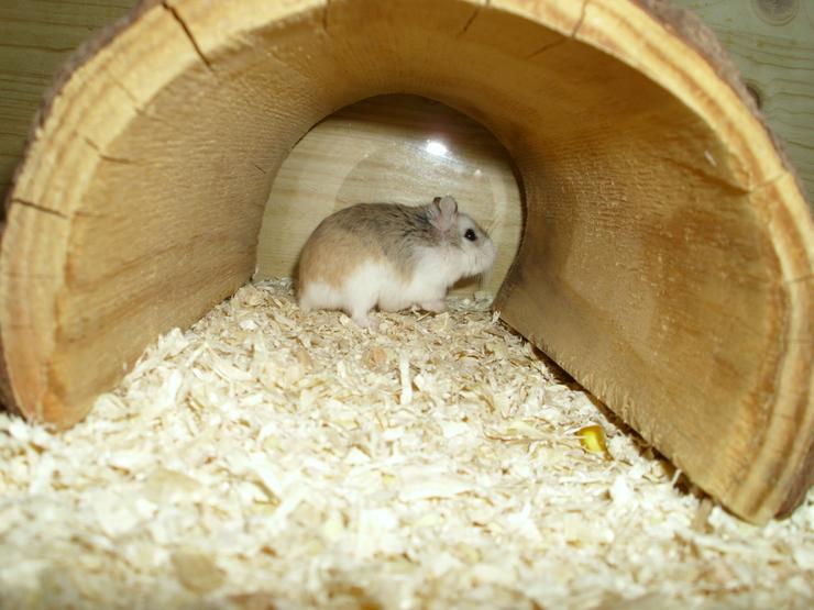 Bild 16: Großer Tunnel für Hamster und Zwerghamster