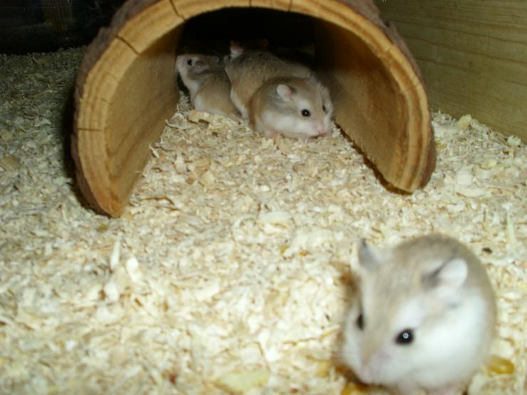Bild 6: Großer Tunnel für Hamster und Zwerghamster