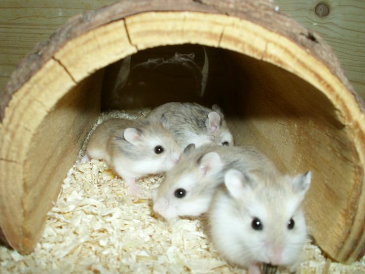 Bild 2: Großer Tunnel für Hamster und Zwerghamster