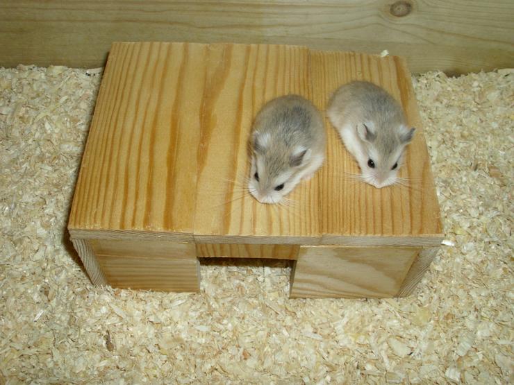 Bild 1: Haus für Hamster und Zwerghamster