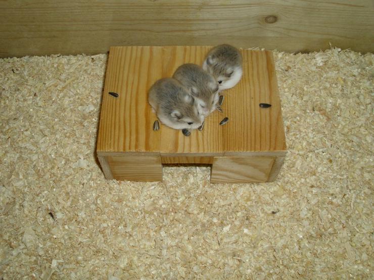 Bild 12: Haus für Hamster und Zwerghamster