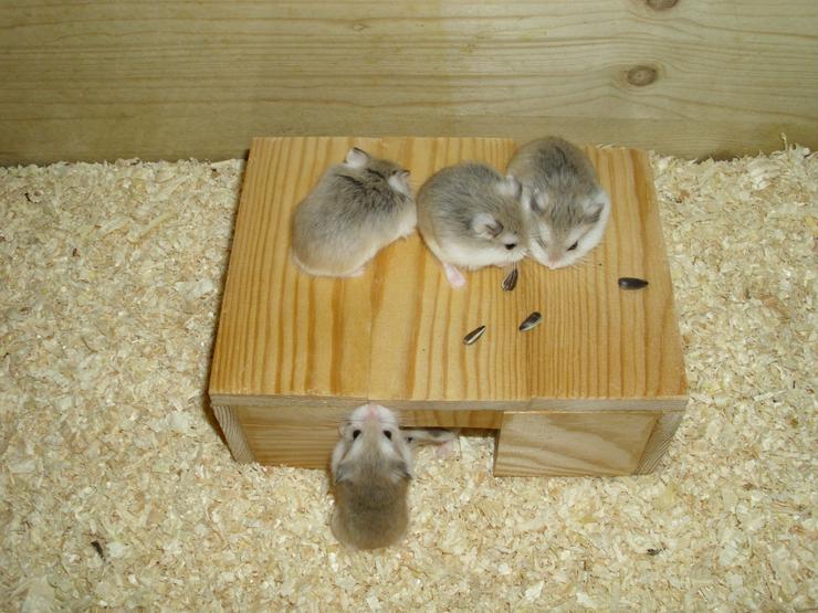 Bild 5: Haus für Hamster und Zwerghamster