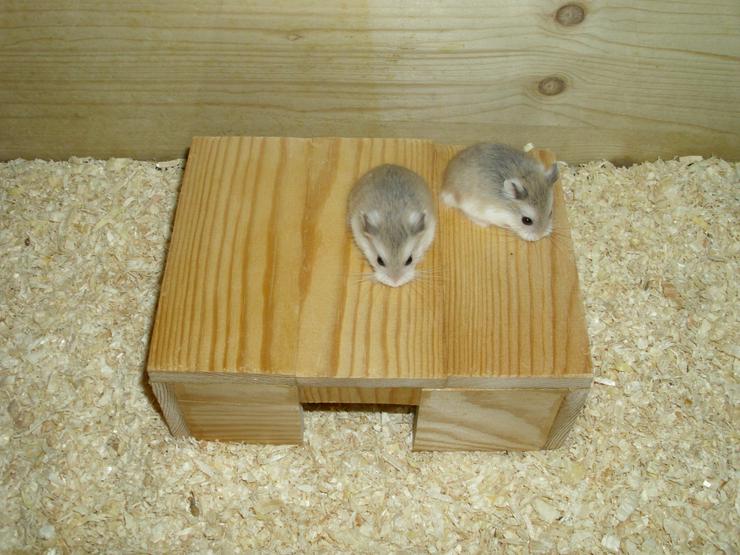 Bild 7: Haus für Hamster und Zwerghamster