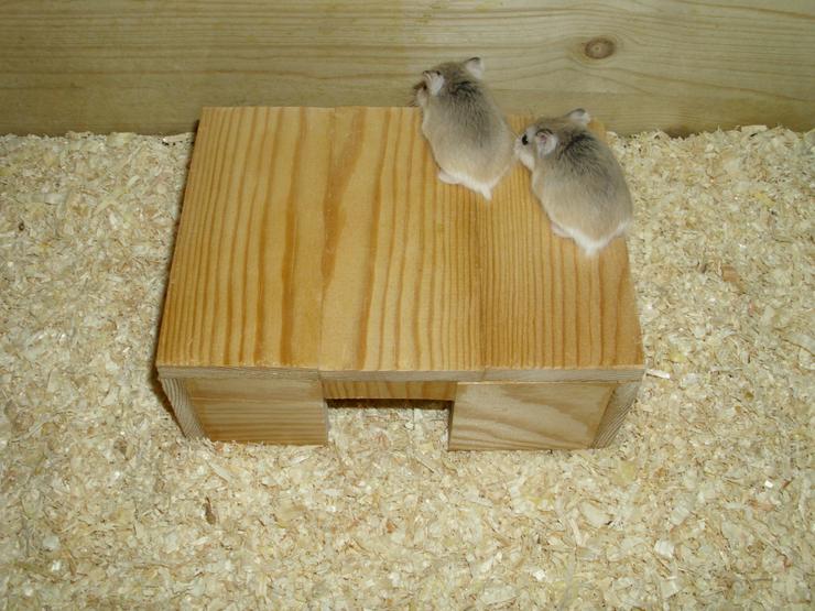 Bild 6: Haus für Hamster und Zwerghamster