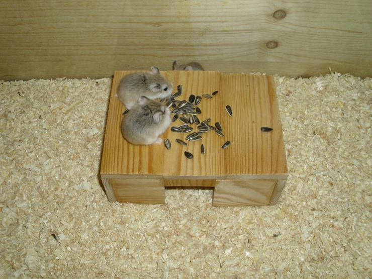 Bild 10: Haus für Hamster und Zwerghamster