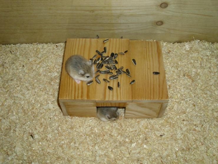 Bild 9: Haus für Hamster und Zwerghamster