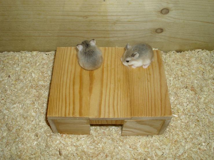 Bild 8: Haus für Hamster und Zwerghamster