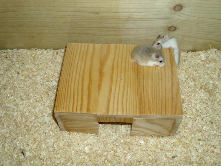 Bild 15: Haus für Hamster und Zwerghamster