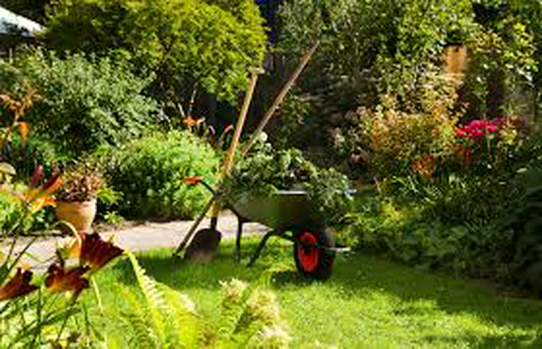 Bild 2: 100 Stk.Edel Thuja Smaragd Hecke Pflanze Alles für Ihren Garten