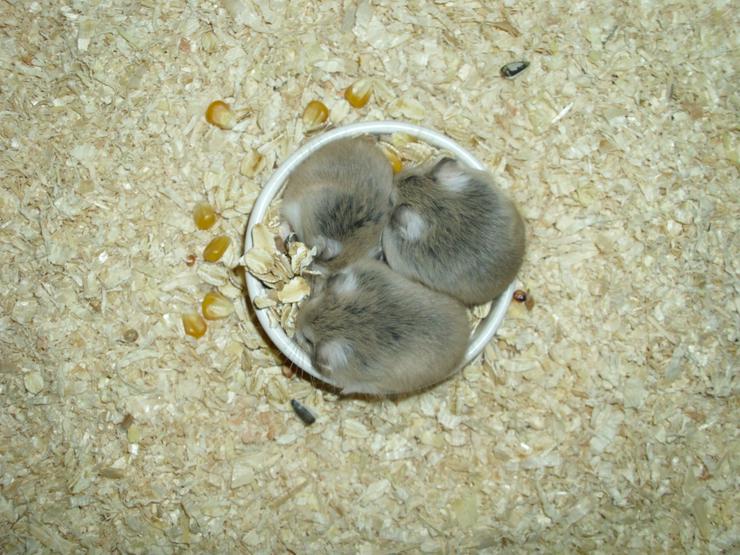 Bild 8: Weißer Napf für Hamster und Zwerghamster