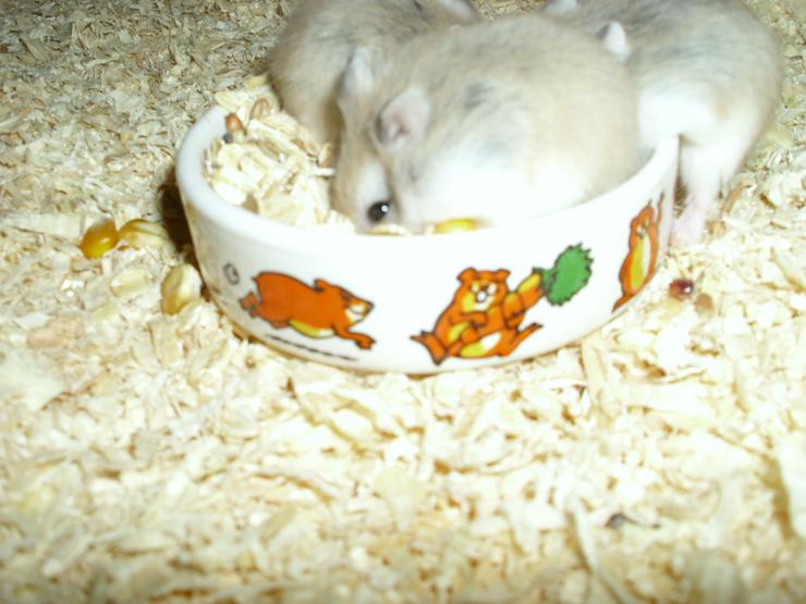 Bild 5: Weißer Napf für Hamster und Zwerghamster