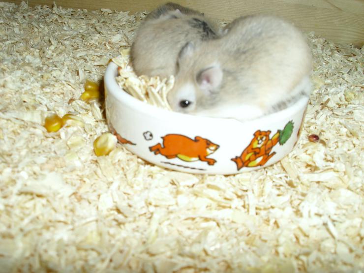 Bild 17: Weißer Napf für Hamster und Zwerghamster