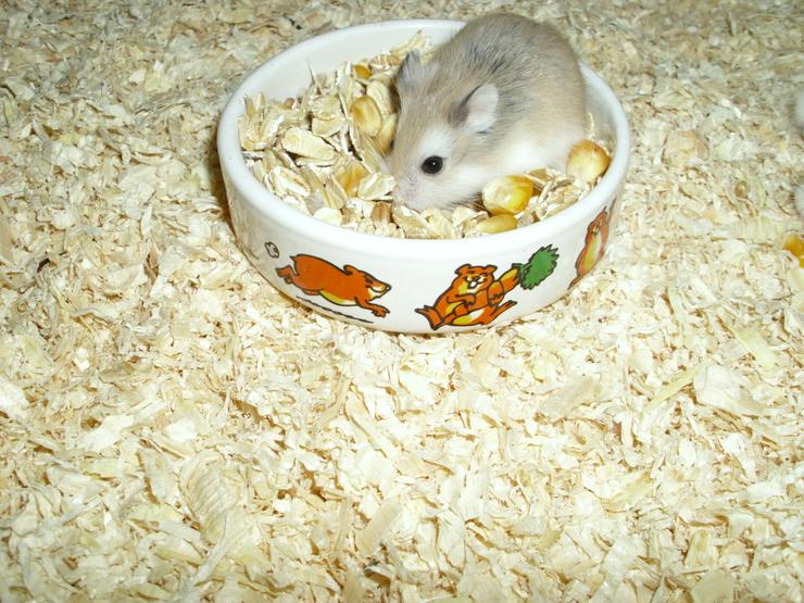 Bild 4: Weißer Napf für Hamster und Zwerghamster