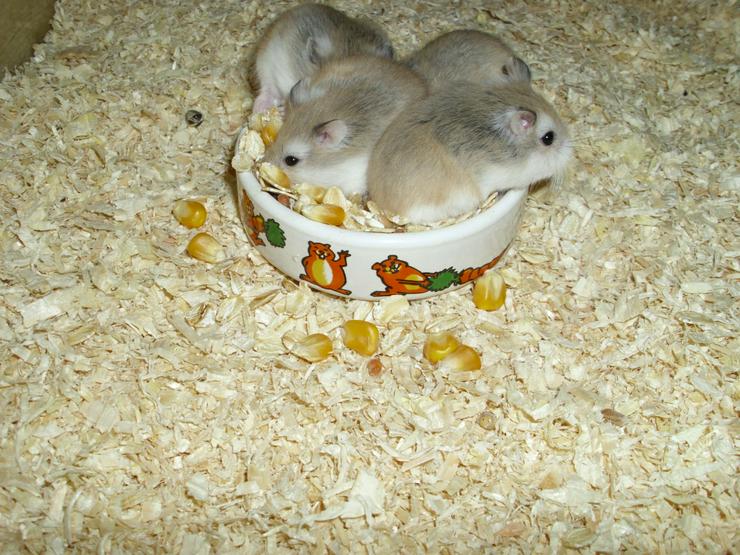 Bild 6: Weißer Napf für Hamster und Zwerghamster