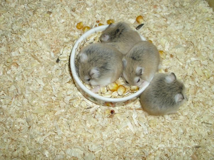 Bild 3: Weißer Napf für Hamster und Zwerghamster