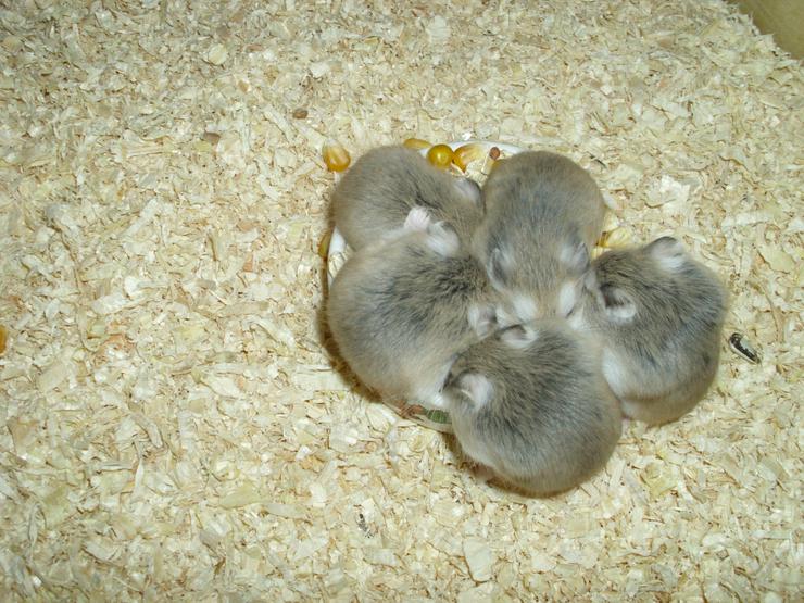 Bild 13: Weißer Napf für Hamster und Zwerghamster