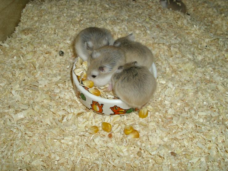 Bild 9: Weißer Napf für Hamster und Zwerghamster