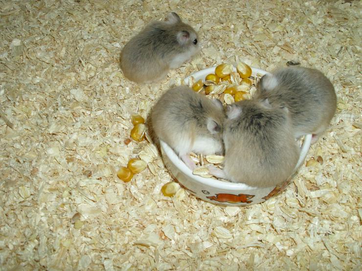Bild 15: Weißer Napf für Hamster und Zwerghamster