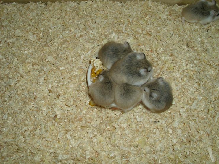 Bild 11: Weißer Napf für Hamster und Zwerghamster