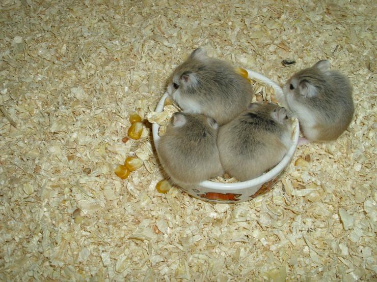 Bild 14: Weißer Napf für Hamster und Zwerghamster