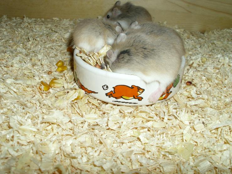 Bild 1: Weißer Napf für Hamster und Zwerghamster