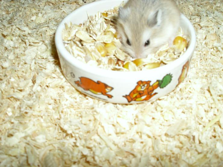 Bild 10: Weißer Napf für Hamster und Zwerghamster