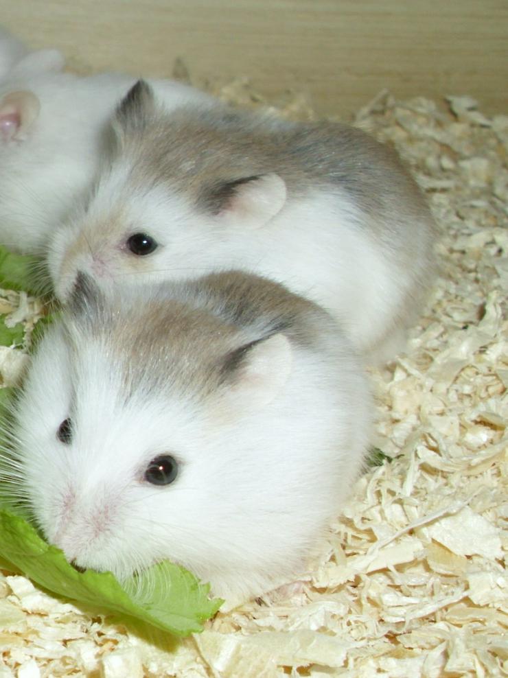 Weiße und gescheckte Roborowski Zwerghamster, junge Hamster - Hamster - Bild 5