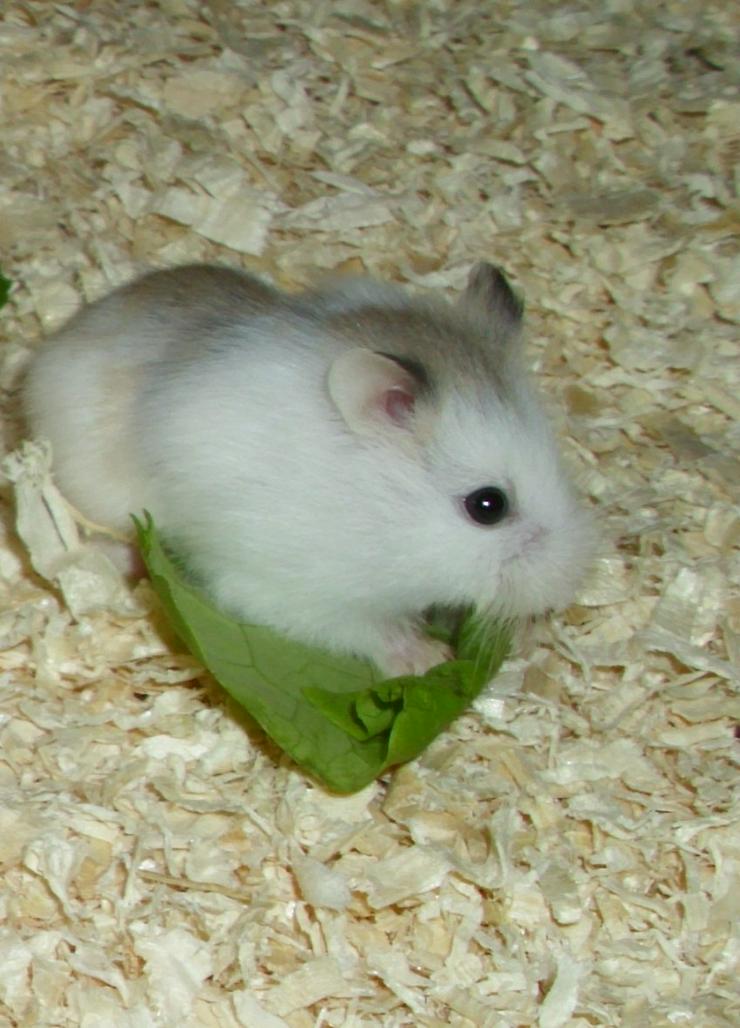 Bild 6: Weiße und gescheckte Roborowski Zwerghamster, junge Hamster