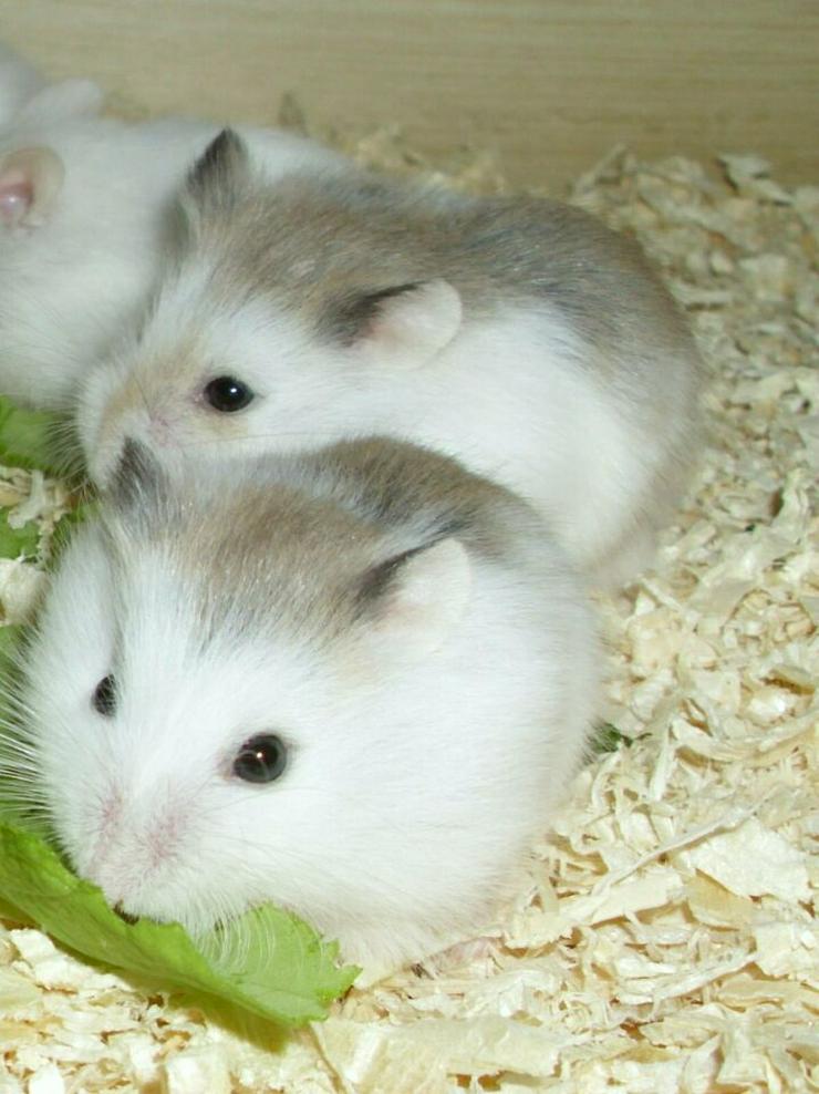 Bild 8: Weiße und gescheckte Roborowski Zwerghamster, junge Hamster