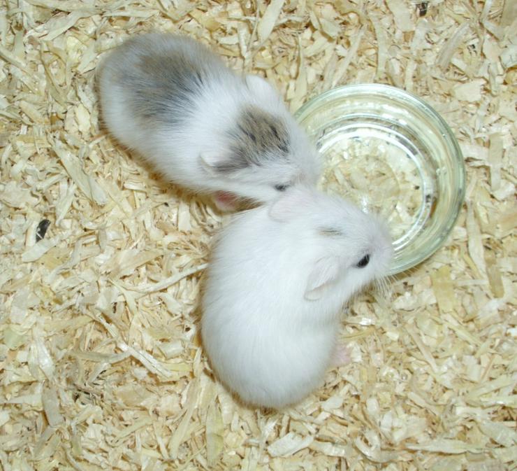 Weiße und gescheckte Roborowski Zwerghamster, junge Hamster - Hamster - Bild 2