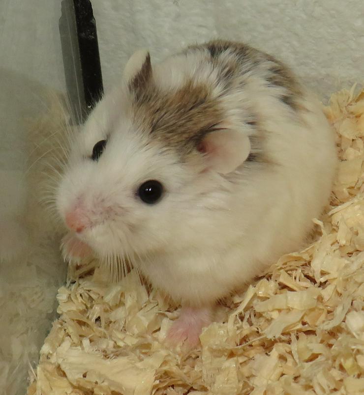 Bild 11: Weiße und gescheckte Roborowski Zwerghamster, junge Hamster
