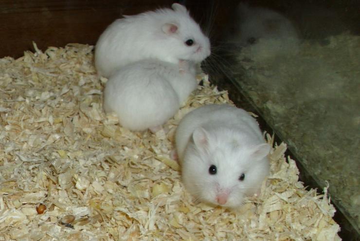 Bild 3: Weiße und gescheckte Roborowski Zwerghamster, junge Hamster