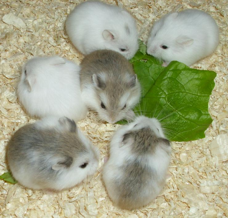 Weiße und gescheckte Roborowski Zwerghamster, junge Hamster - Hamster - Bild 1