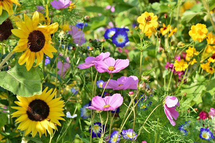 Bild 9: pro Stück 3.95 euro  Stück Wundervolle Kirschlorbeer Pflanze für Ihren Garten 