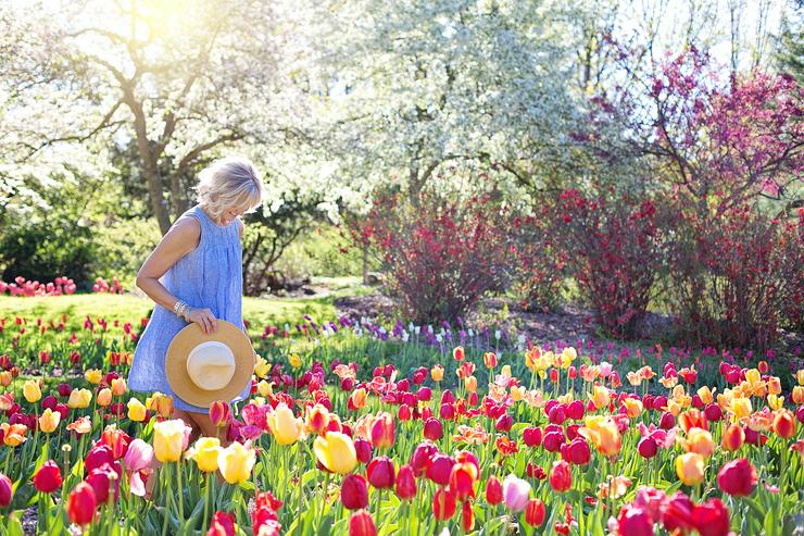 Bild 11: pro Stück 3.95 euro  Stück Wundervolle Kirschlorbeer Pflanze für Ihren Garten 