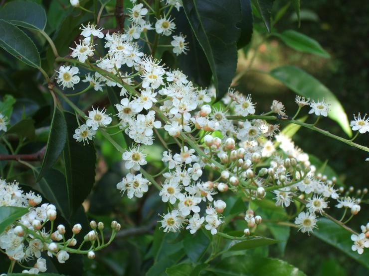 Bild 3: pro Stück 3.95 euro  Stück Wundervolle Kirschlorbeer Pflanze für Ihren Garten 