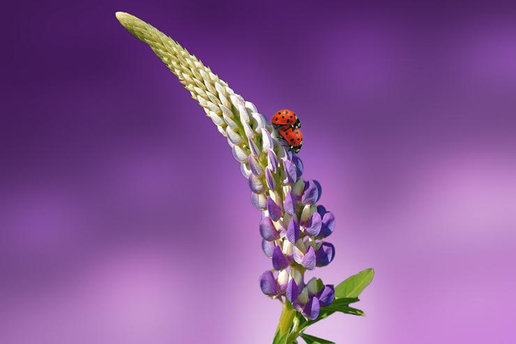 Bild 12: pro Stück 3.95 euro  Stück Wundervolle Kirschlorbeer Pflanze für Ihren Garten 
