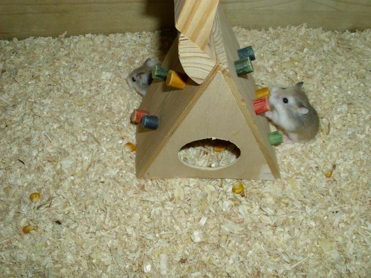 Bild 2: Spielturm für Hamster und Zwerghamster