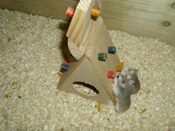 Spielturm für Hamster und Zwerghamster - Käfige, Ställe & Ausstattung - Bild 3