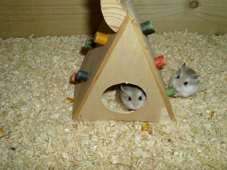 Spielturm für Hamster und Zwerghamster - Käfige, Ställe & Ausstattung - Bild 1