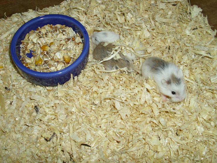 Bild 2: Blauer Futternapf für Zwerghamster und Hamster