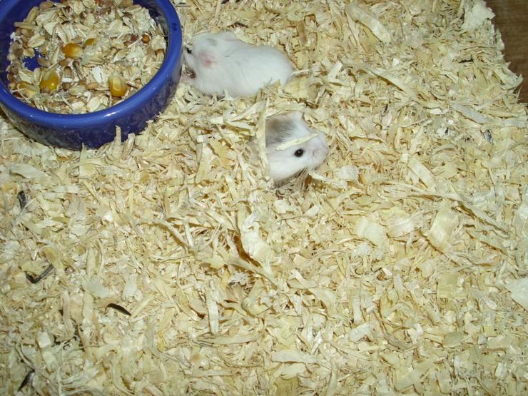 Bild 3: Blauer Futternapf für Zwerghamster und Hamster