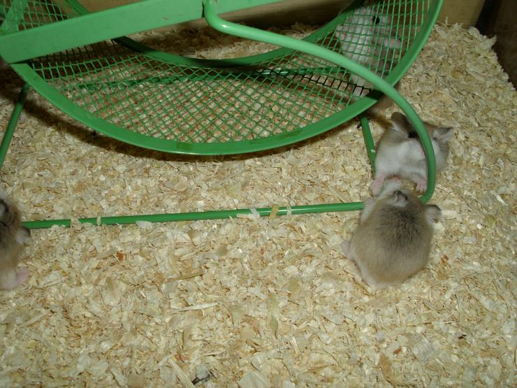 Bild 12: Laufrad für Hamster, Hamsterrad für Zwerghamster