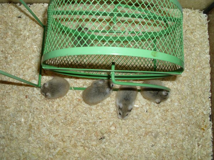 Bild 4: Laufrad für Hamster, Hamsterrad für Zwerghamster