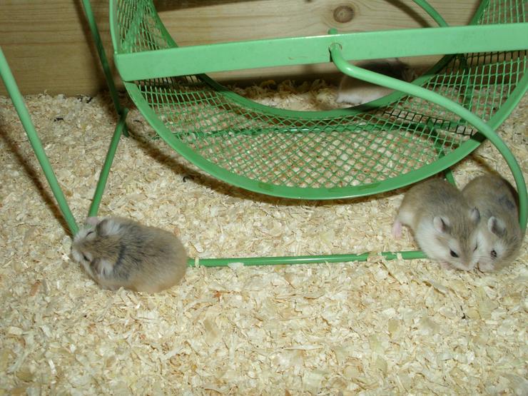 Bild 7: Laufrad für Hamster, Hamsterrad für Zwerghamster