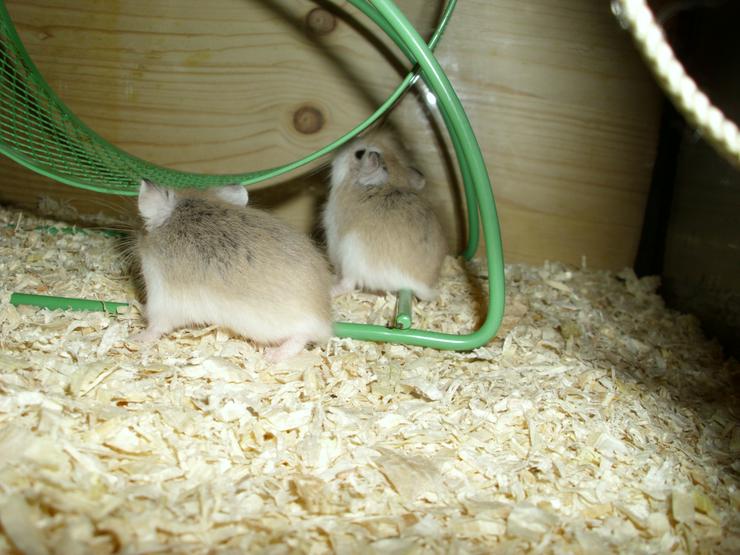 Bild 11: Laufrad für Hamster, Hamsterrad für Zwerghamster