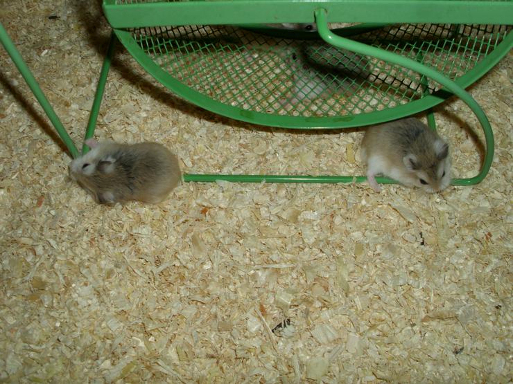 Bild 5: Laufrad für Hamster, Hamsterrad für Zwerghamster